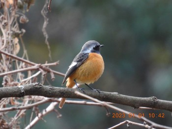 Daurian Redstart 月見の森(岐阜県) Sun, 1/1/2023