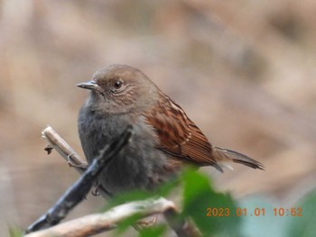 Japanese Accentor 月見の森(岐阜県) Sun, 1/1/2023