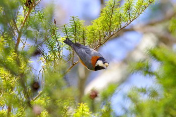 ヤマガラ 兵庫県宝塚市 2018年3月18日(日)