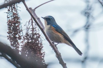 Red-flanked Bluetail Miyagi Kenminnomori Thu, 12/29/2022