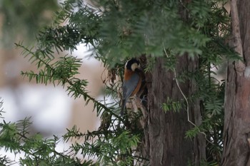 Varied Tit 北海道大学 Sun, 1/1/2023