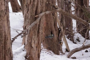 Japanese Tit 北海道大学 Sun, 1/1/2023