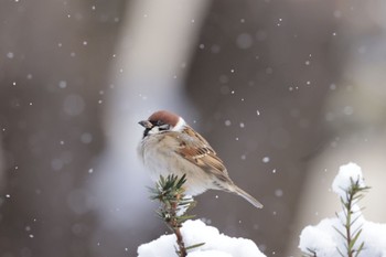 Sun, 1/1/2023 Birding report at 北海道大学