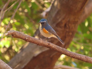 2023年1月1日(日) 東京都立桜ヶ丘公園(聖蹟桜ヶ丘)の野鳥観察記録