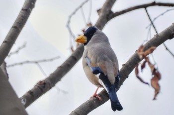 2022年12月31日(土) 多摩川トライアングルの野鳥観察記録