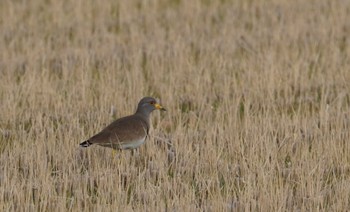 Grey-headed Lapwing 倉敷市藤戸町 Sun, 1/1/2023