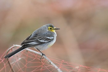 2022年12月30日(金) 愛知県の野鳥観察記録