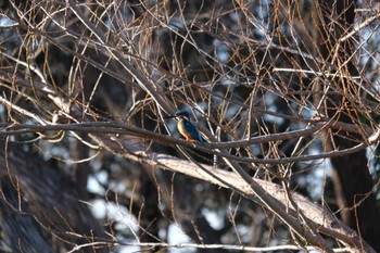 2023年1月1日(日) 市川北方の野鳥観察記録