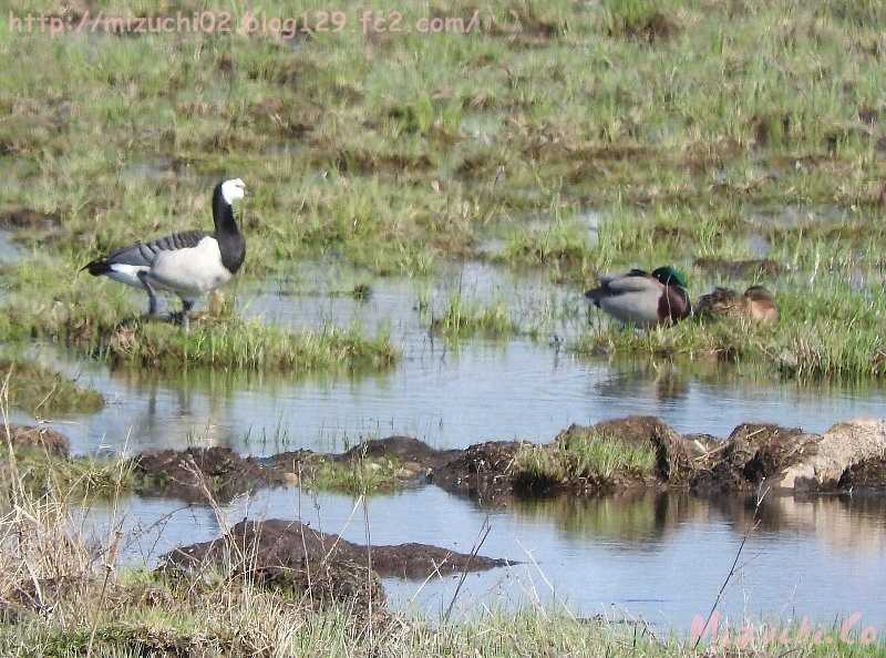 Barnacle Goose