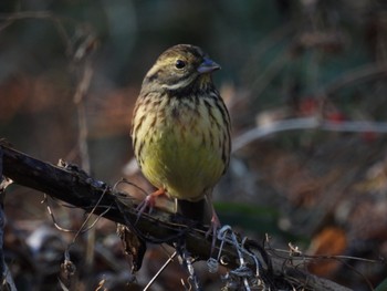 Masked Bunting Sayama Park Thu, 12/29/2022