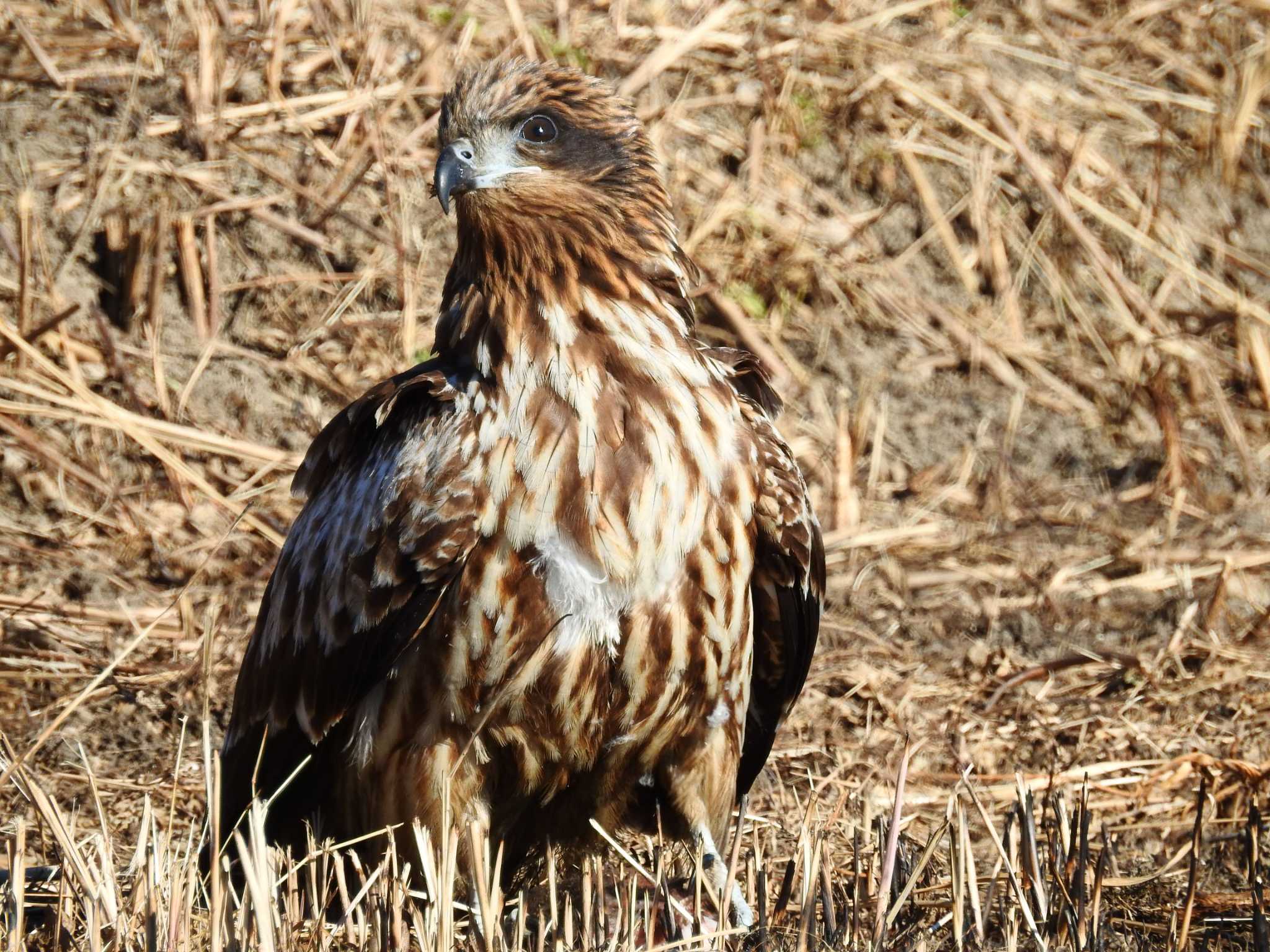 大久保農耕地 トビの写真 by ウタさんぽ