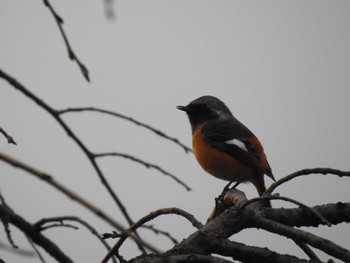 Daurian Redstart 深泥池 Sun, 1/1/2023