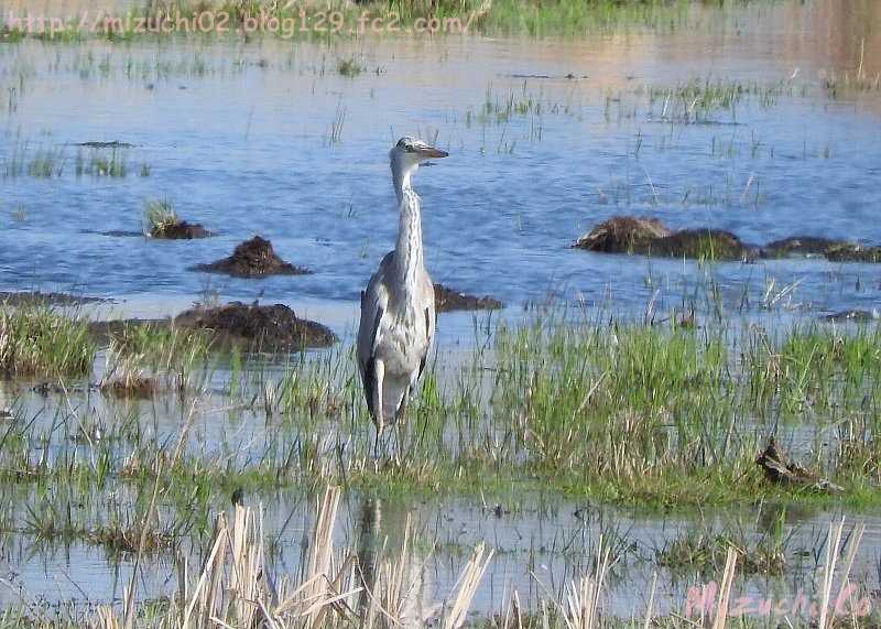 Grey Heron