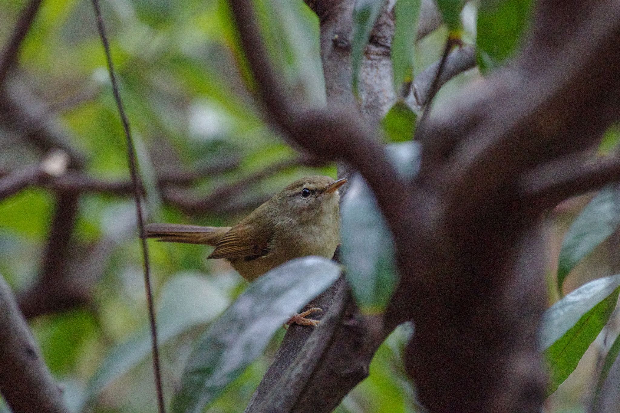 元旦、ウグイス。 by Marco Birds