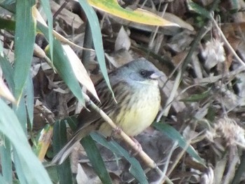 Masked Bunting 寺家ふるさと村 Sat, 12/31/2022