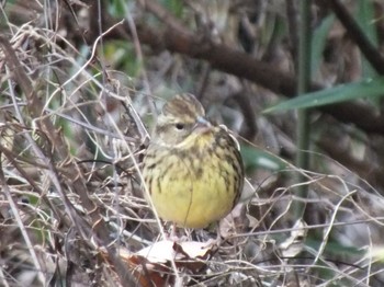 Masked Bunting 寺家ふるさと村 Sat, 12/31/2022