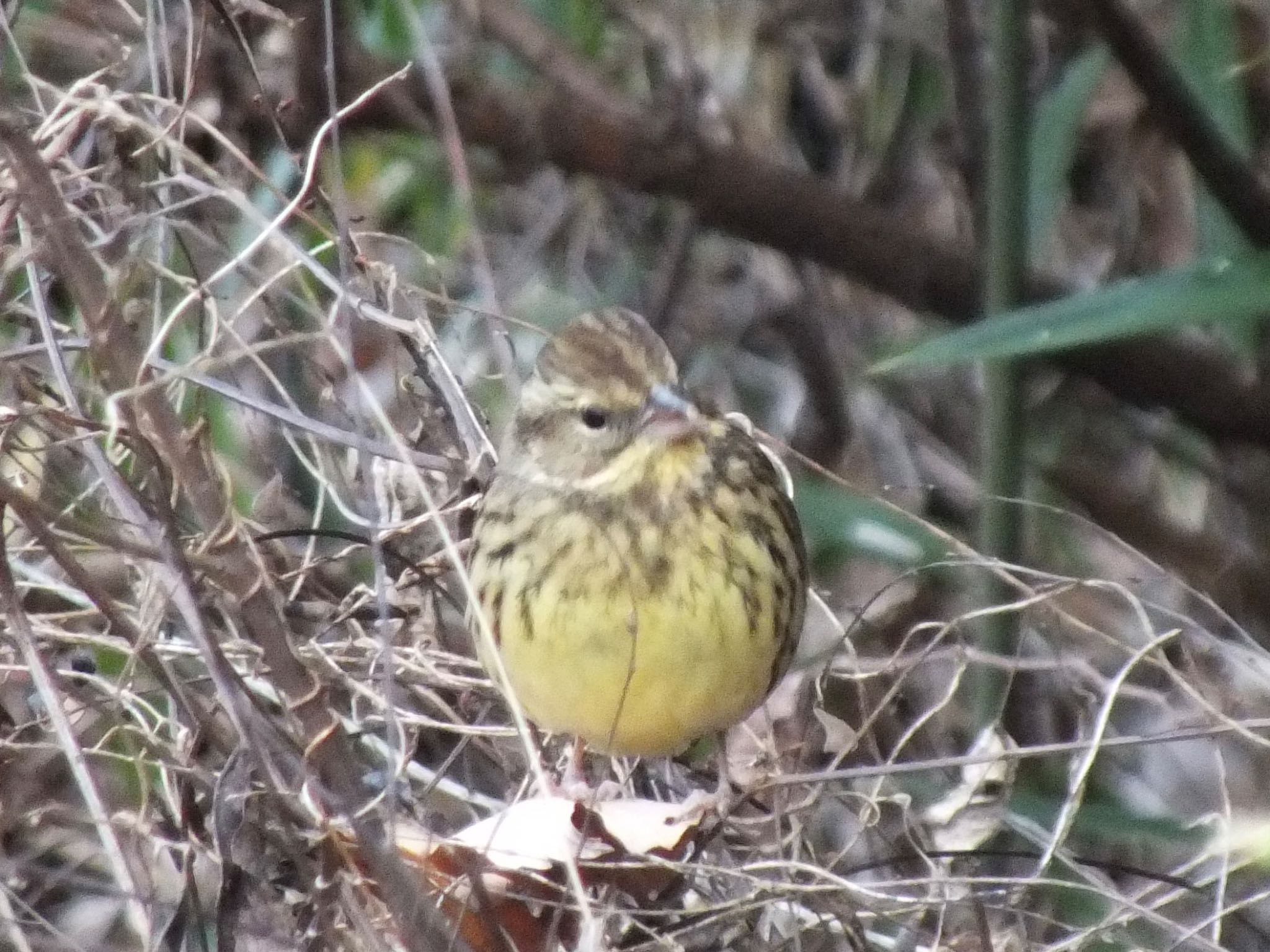 Photo of Masked Bunting at 寺家ふるさと村 by まさ