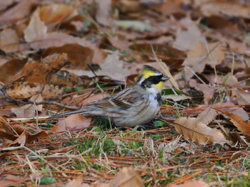 2023年1月1日(日) 京都御苑の野鳥観察記録