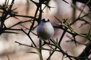 Long-tailed Tit 東京都 Sun, 12/25/2022