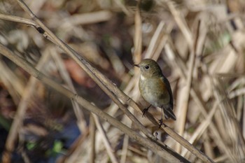 Red-flanked Bluetail Kitamoto Nature Observation Park Sun, 1/1/2023