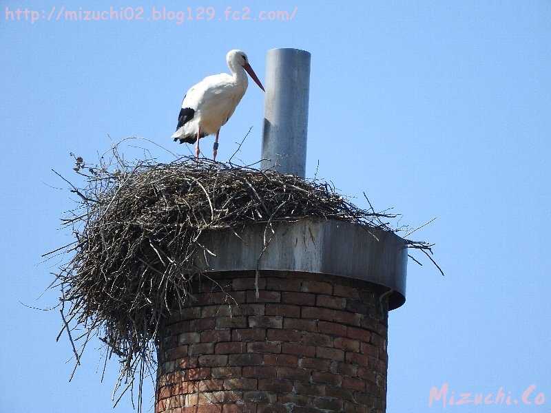 White Stork