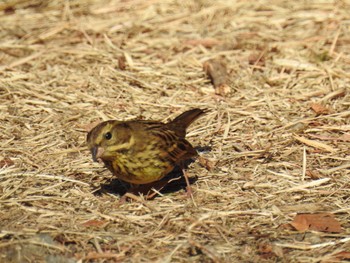 2023年1月1日(日) 奈良山公園の野鳥観察記録