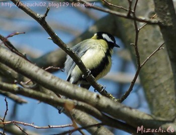 2017年3月25日(土) スイスの野鳥観察記録