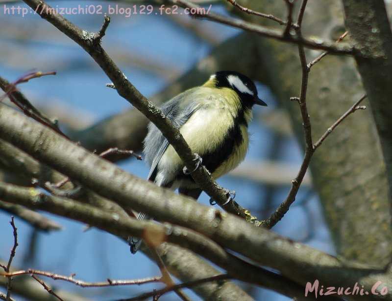 Japanese Tit