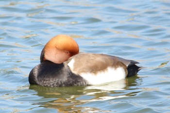 アカハシハジロ 弁天池公園(大阪府門真市) 2023年1月1日(日)