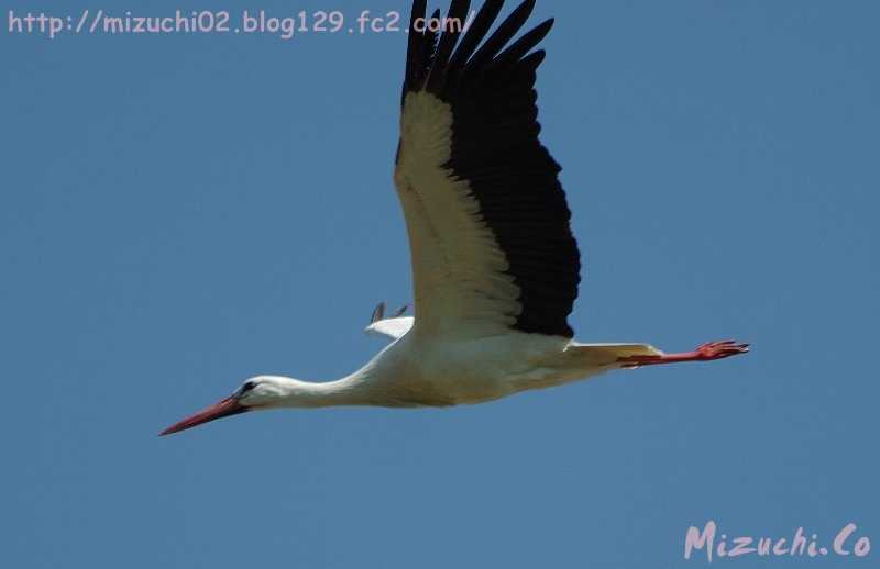 Photo of White Stork at スイス by 蛟（みずち）