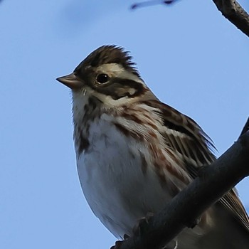 Rustic Bunting 羽村堰(上流) Sun, 12/25/2022