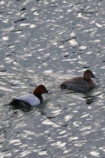 Common Pochard 羽村堰 Sun, 12/25/2022