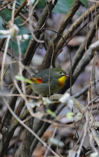 Red-billed Leiothrix 羽村堰(上流) Sat, 12/31/2022