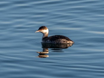 2023年1月1日(日) 日の出三番瀬沿い緑道の野鳥観察記録