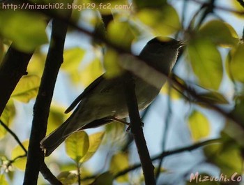 Eurasian Blackcap スイス Tue, 3/28/2017