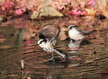 エナガ 東京都立桜ヶ丘公園(聖蹟桜ヶ丘) 2022年12月27日(火)