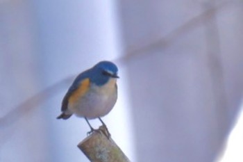 Red-flanked Bluetail 別荘 Sun, 1/1/2023