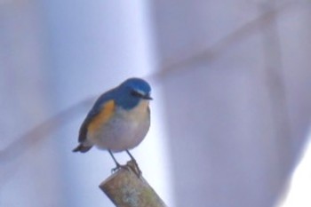 2023年1月1日(日) 別荘の野鳥観察記録