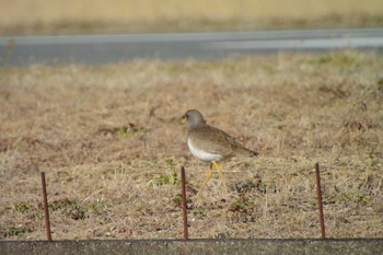 Grey-headed Lapwing 三重県四日市市 Sun, 1/1/2023