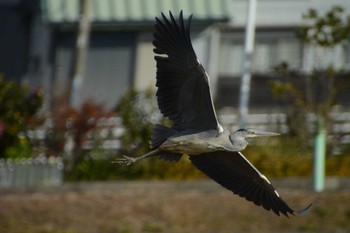 Grey Heron 三重県四日市市 Sun, 1/1/2023