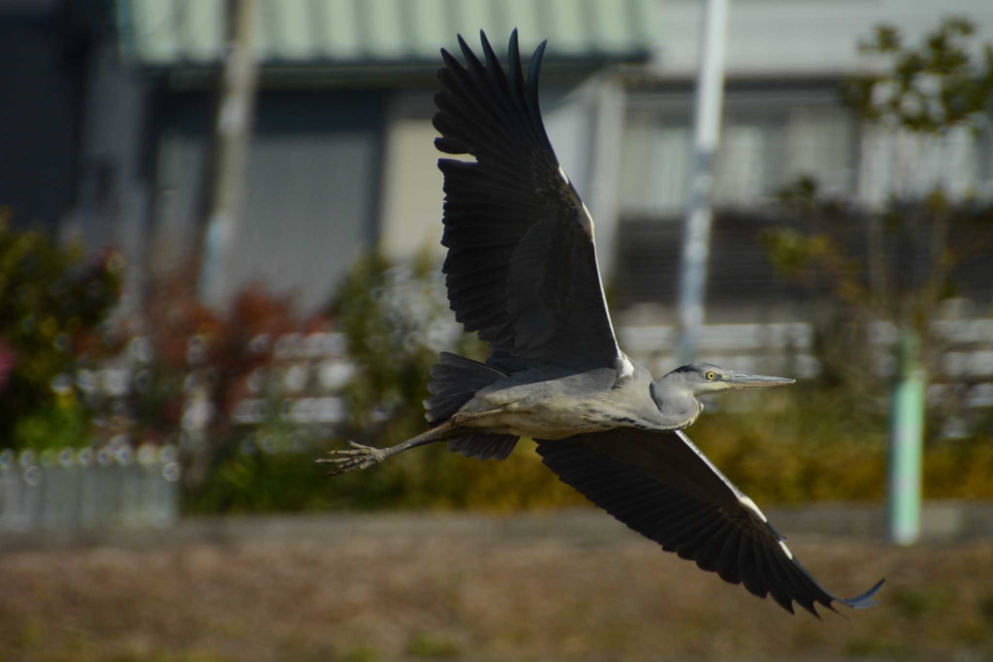 Grey Heron