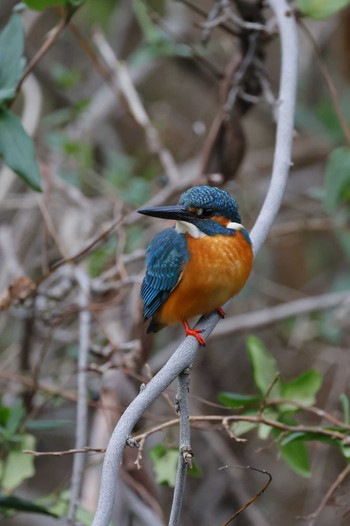 Common Kingfisher Unknown Spots Sat, 11/26/2022