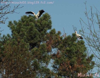 2017年3月28日(火) スイスの野鳥観察記録