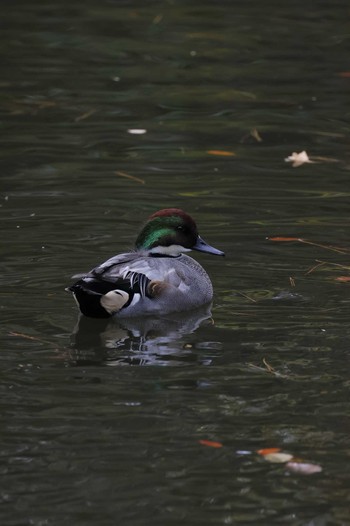 Falcated Duck 西多摩郡 Sat, 11/26/2022