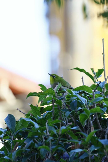 Warbling White-eye 羽村市 Fri, 11/18/2022