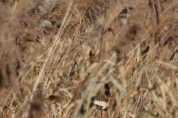 Meadow Bunting 羽村堰(上流) Sun, 12/25/2022