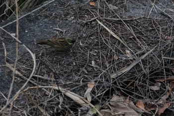 Masked Bunting 羽村堰(上流) Sun, 12/25/2022