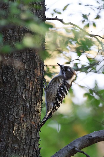 Japanese Pygmy Woodpecker 羽村市 Fri, 11/18/2022