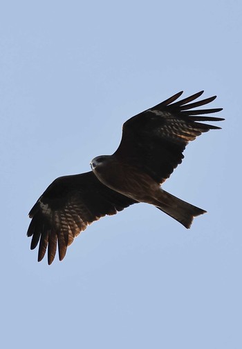 Black Kite 羽村堰(上流) Sun, 12/25/2022