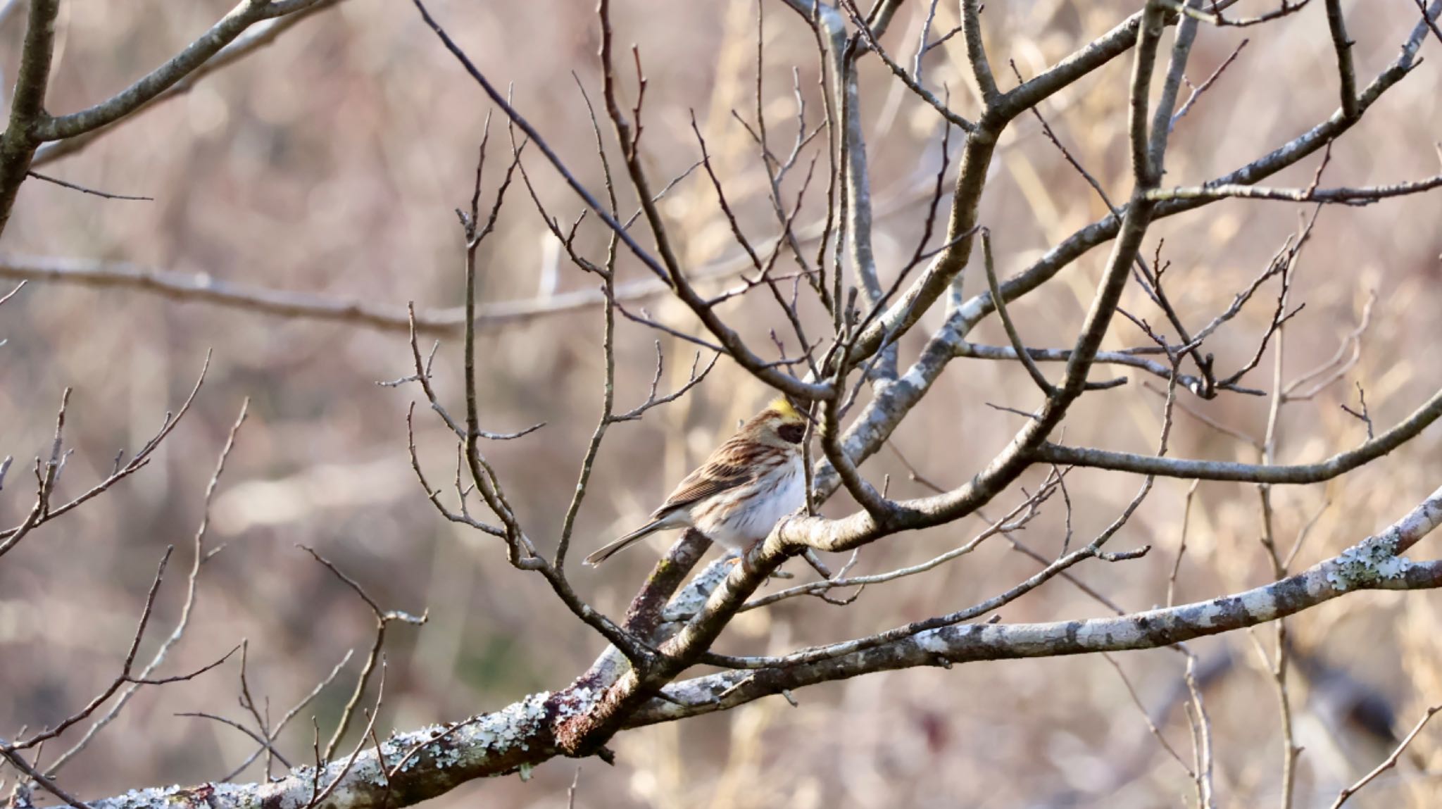 Photo of Yellow-throated Bunting at Arima Fuji Park by 洗濯バサミ